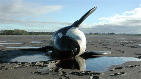 threats to killer whales from humans